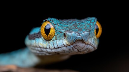 Fototapeta premium Close-up of a striking venomous snake. Vibrant blue and light scales with bright yellow eyes. Dangerous reptile in nature