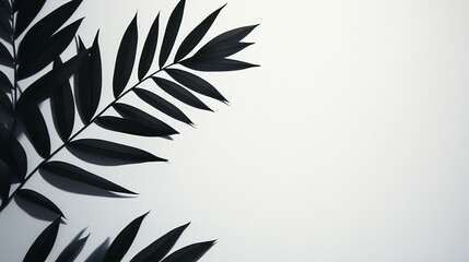 Naklejka premium Black tropical leaves shadow on white background