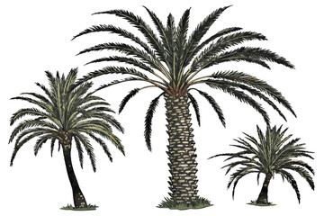 51 Palm trees, tropical foliage, isolated on white background, botanical illustration, photorealistic, detailed textures, fronds, trunks, nature photography, exotic plants, varied colors, green and br