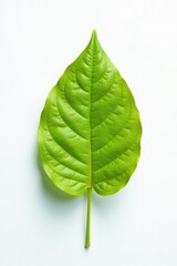 Obraz premium A single leaf in front of a plain white background with shadows, leaf, nature