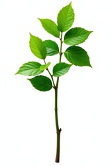 A solitary stem with lush green leaves and branches isolated on white background, green, branch, nature