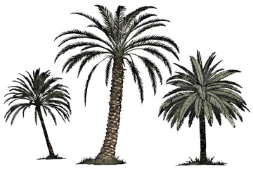 51 Palm trees, tropical foliage, isolated on white background, botanical illustration, photorealistic, detailed textures, fronds, trunks, nature photography, exotic plants, varied colors, green and br