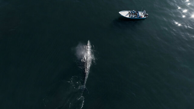 Ballena gris vista desde un drone