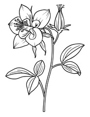 Columbine Flower Coloring Page – Beautiful Floral Line Art