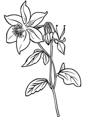 Columbine Flower Coloring Page – Beautiful Floral Line Art