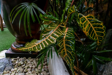 A close-up picture of an amazingly beautiful garden croton, Croton variegatum in a tropical jungle environment. It is a species of Codiaeum © Dan