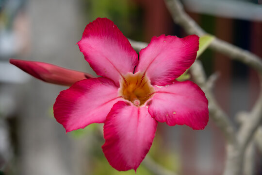 A poisonous flowering plant the beautiful pink desert rose, or Adenium obesum, in bloom. It belongs to the tribe Nerieae of the subfamily Apocynoideae
