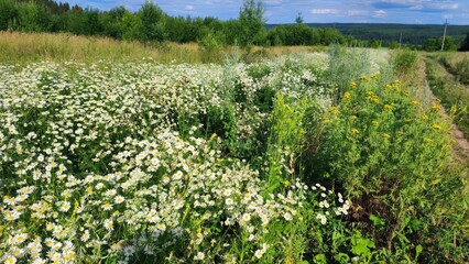 Field of daisies blooming on a sunny summer day