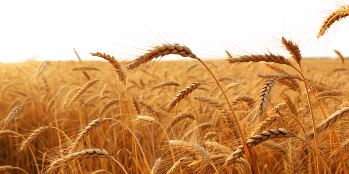 Golden Wheat Ears in Field – High-Resolution Transparent PNG Clipart - Powered by Adobe