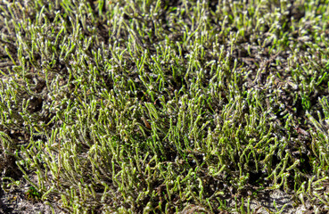 Close-up of Selaginella rupestris moss