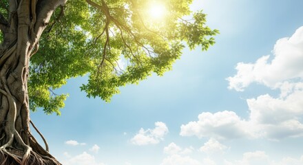 Fototapeta premium Sunlight filtering through large tree canopy against clear blue sky