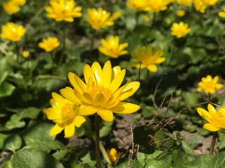 yellow flowers in the garden