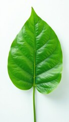 Obraz premium A single green plant leaf on white background, greenery, plant