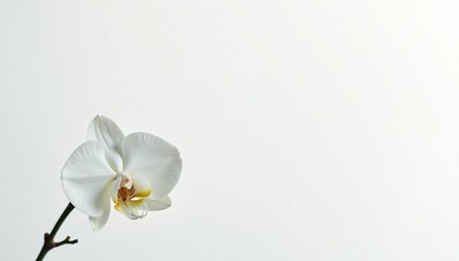 Delicate white orchid blossom on pure white backdrop, petal, pure, detail