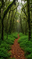 Fototapeta premium Mystical pathway through a lush green forest with moss-covered trees