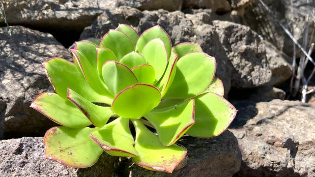 Aeonium  succulent flowering plant in family Crassulaceae. It is endemic to Tenerife,Canary Islands,Spain,4K