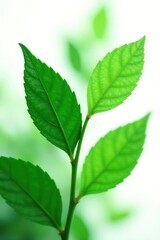Obraz premium Leafy greens isolated on white background with soft focus, leafy, leaves