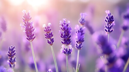 Naklejka premium Soft focus on the beautiful purple lavender flowering field