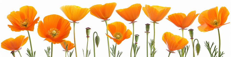 Obraz premium California poppies bloom in bright orange each spring
