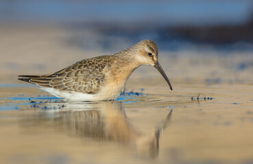 The curlew sandpiper - young bird at a seashore on the autumn migration way