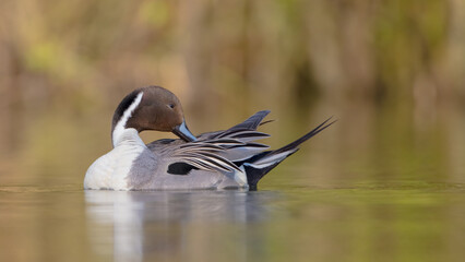 Northern pintail - male bird at a small pond in spring
