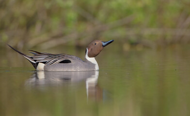 Northern pintail - male bird at a small pond in spring