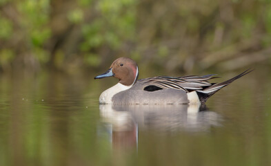 Northern pintail - male bird at a small pond in spring