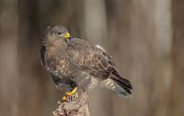 Common Buzzard in winter at a wet forest