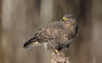 Common Buzzard in winter at a wet forest