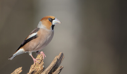 The hawfinch - male in winter at a wet forest