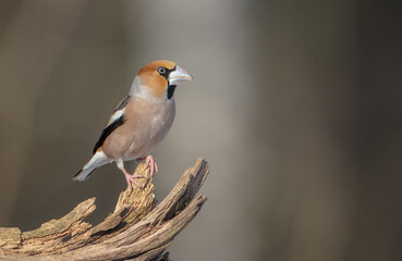 The hawfinch - male in winter at a wet forest