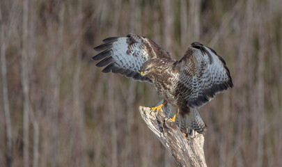 Common Buzzard in winter at a wet forest