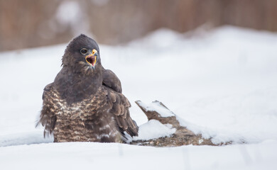 Common Buzzard in winter at a wet forest