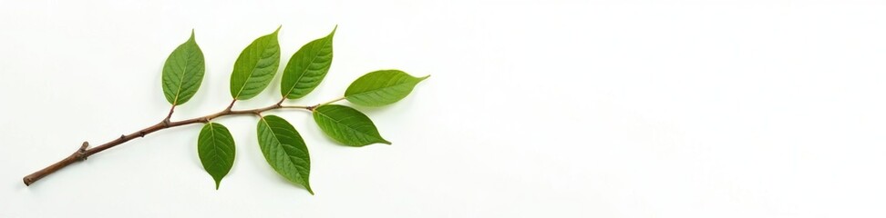 A single branch with leaves on a white background, leaves, white background
