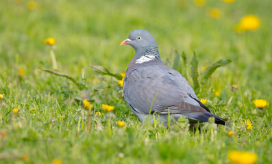 Common wood pigeon - in a city park in spring 