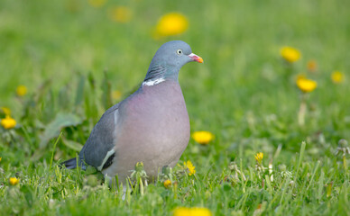 Common wood pigeon - in a city park in spring 