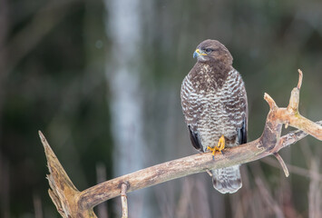 Common Buzzard in winter at a wet forest