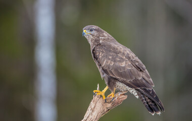 Common Buzzard in winter at a wet forest