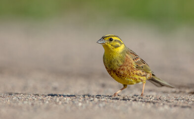 Yellowhammer  - male in summer