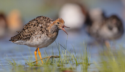 Fototapeta premium Ruff - male bird at a wetland on the mating season in spring