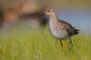 Fototapeta premium Ruff - female feeding at the wetland on the mating season in spring