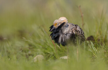 Ruff - male bird at a wetland on the mating season in spring