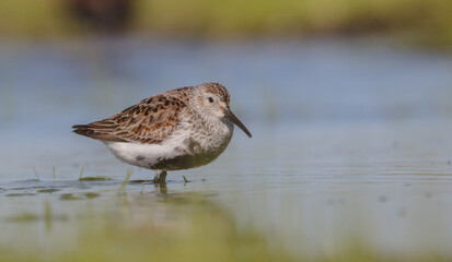 Dunlin - adult bird at a wetland on the spring migration 