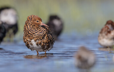 Ruff - male bird at a wetland on the mating season in spring