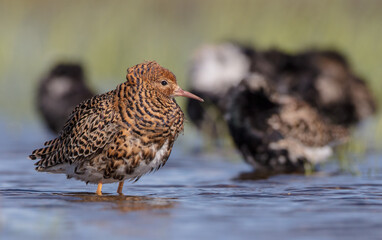 Ruff - male bird at a wetland on the mating season in spring