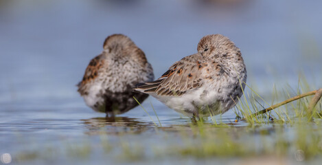 Dunlin - adult bird at a wetland on the spring migration 