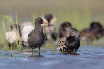 Spotted redshank  - in spring feeding at wetland  on the migration way