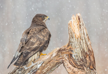 Common Buzzard in winter at a wet forest