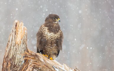 Common Buzzard in winter at a wet forest