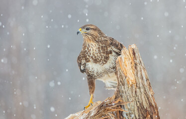 Common Buzzard in winter at a wet forest